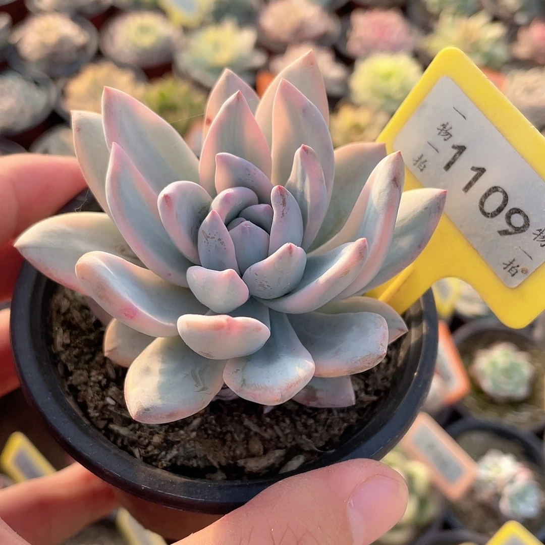 霜之朝锦1109号多肉