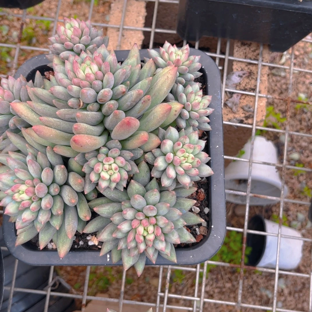 新疆西藏内蒙不包邮，岩字