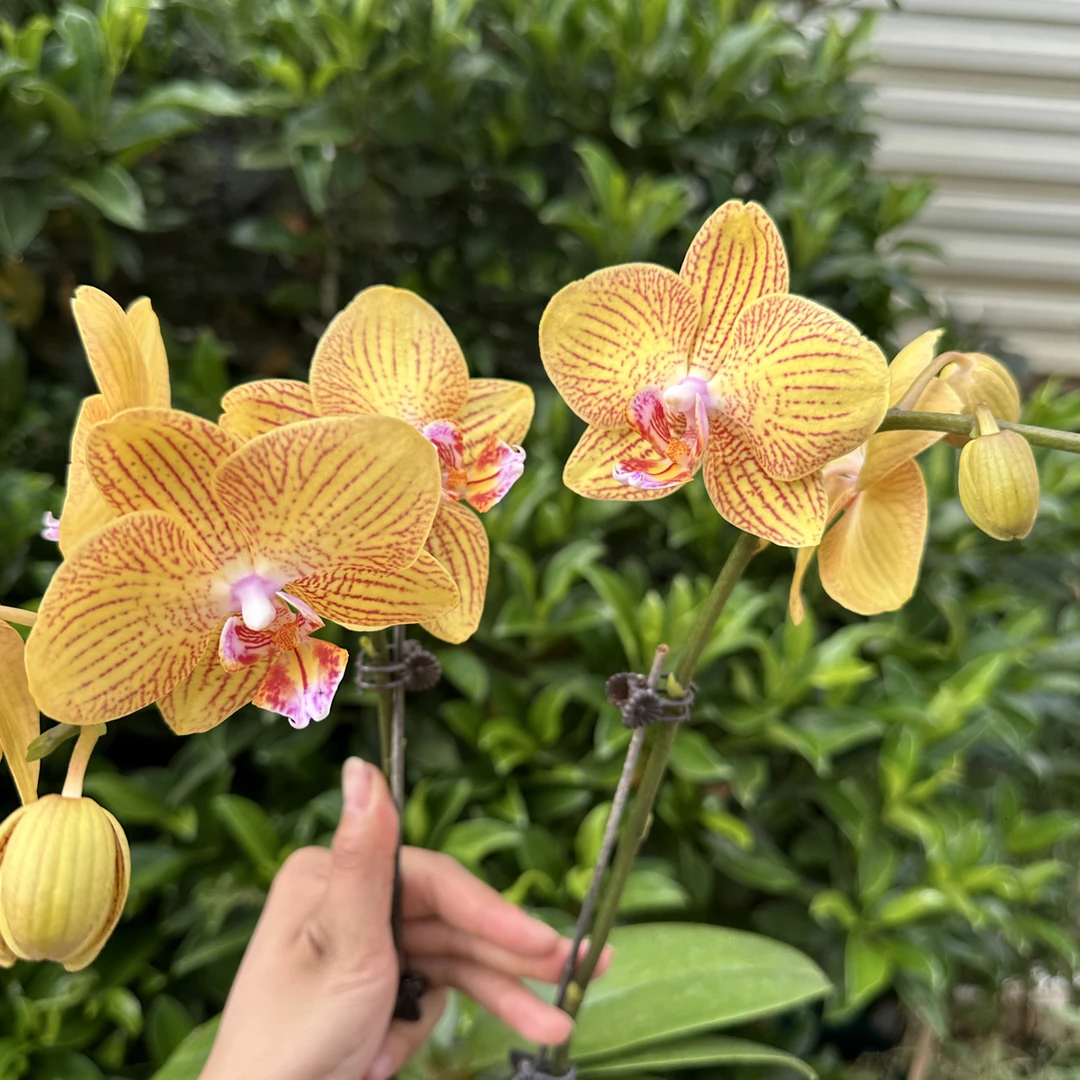 黄袍蝴蝶兰一颗3.0双梗