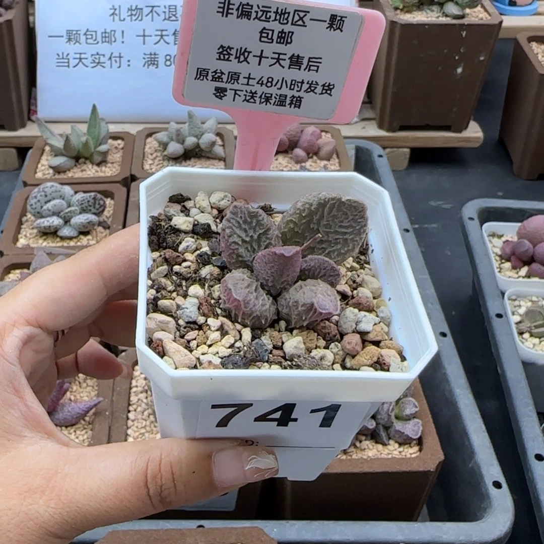741大鱼海棠多肉植物