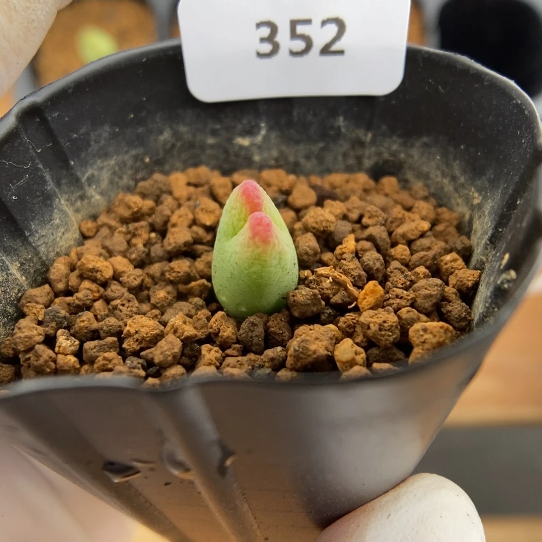 多肉植物K-352。将杂