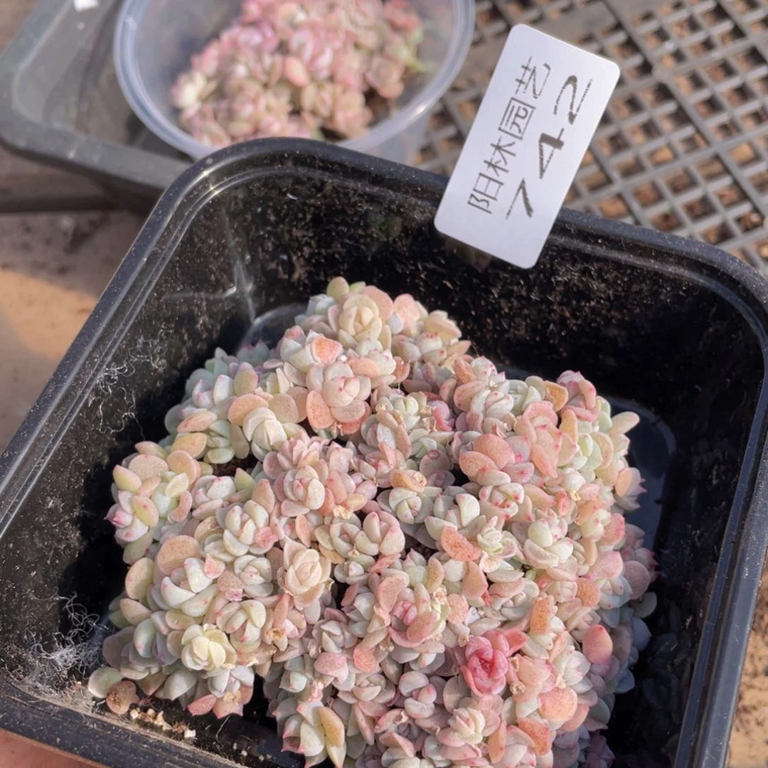 多肉植物多肉植物742