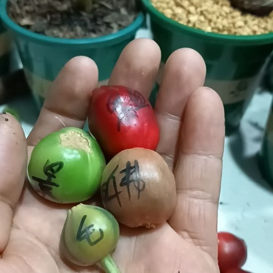 浮***笙无花朵君子兰小苗君子兰小苗君子兰