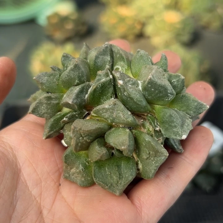 425 有根仙人球的故事