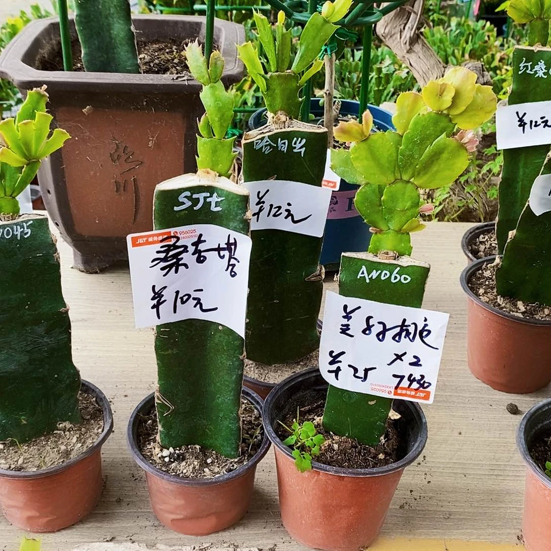 无花朵美**遇桑吉他➕060