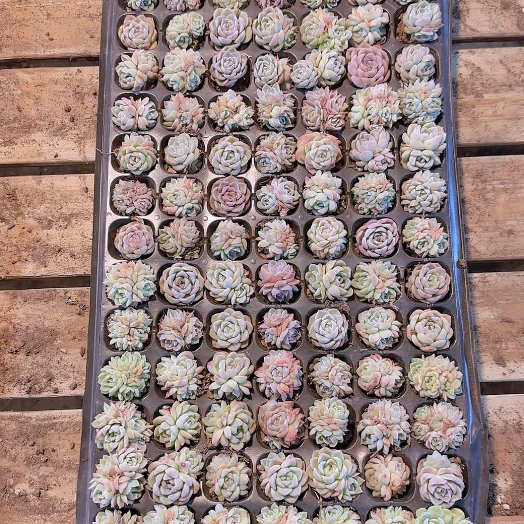 直播一物一拍多肉23