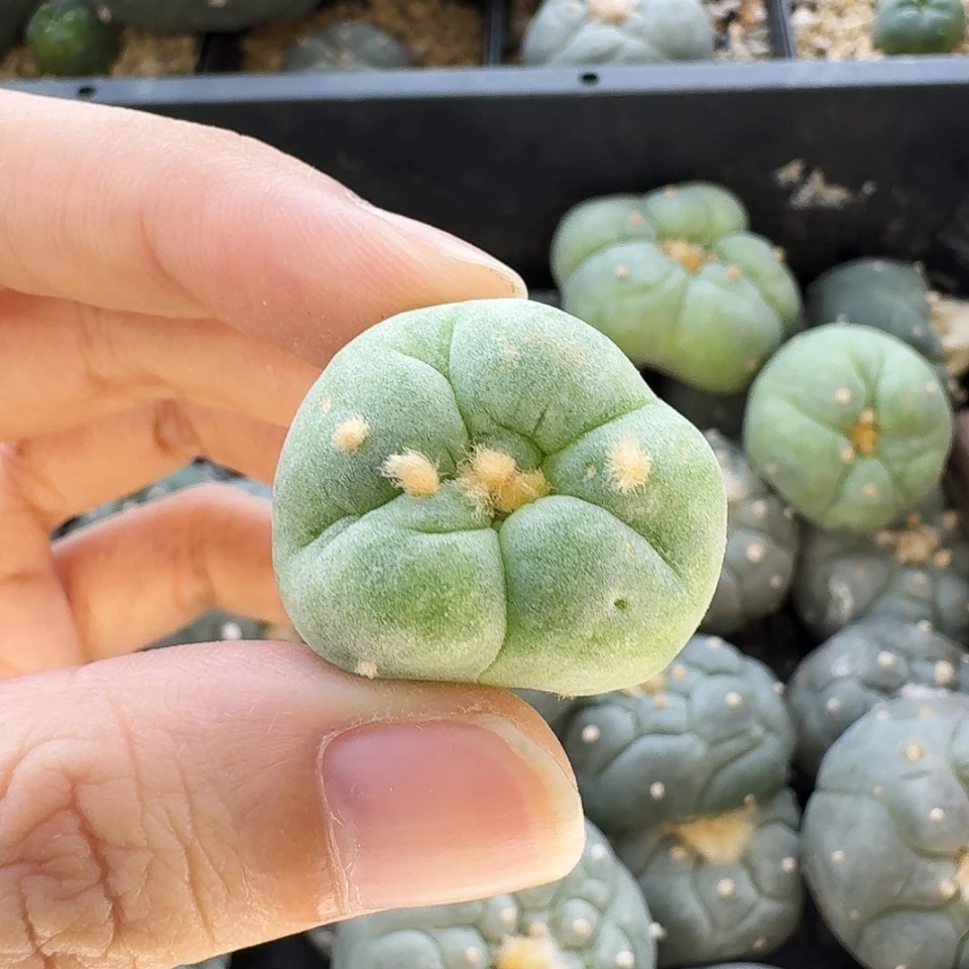 古田贝大优y侧芽679