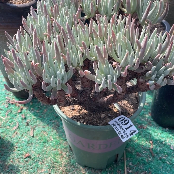 天***米914号白鹭多肉植物