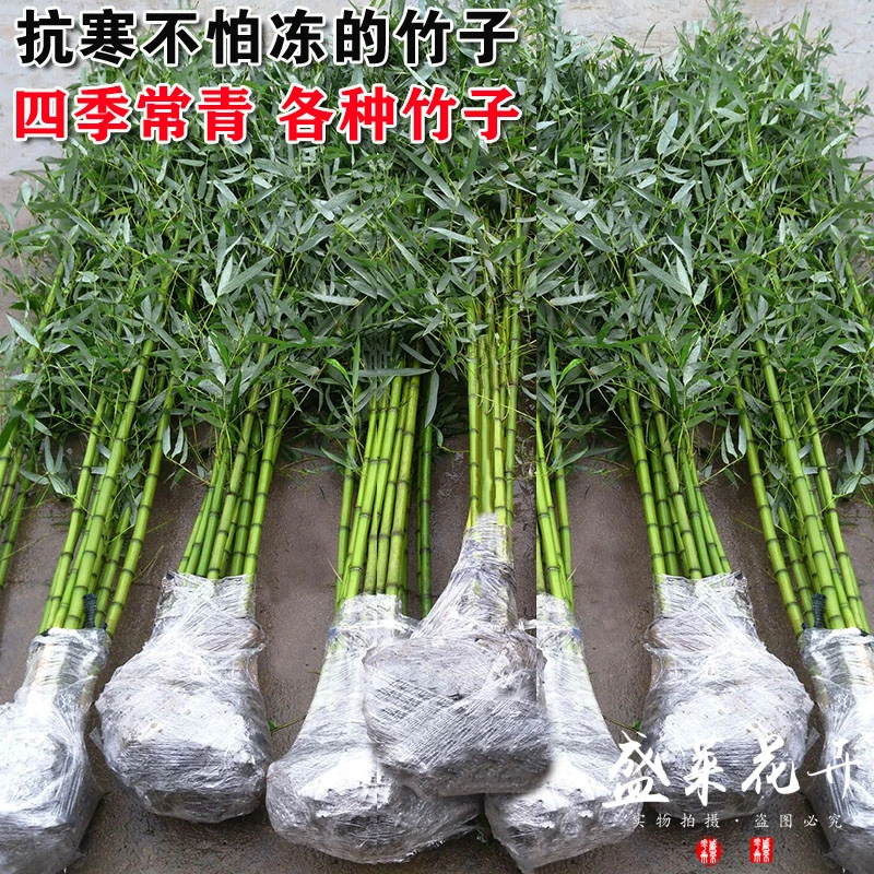 竹子苗庭院北方耐寒罗汉竹紫竹黄金竹四季金镶玉室内观赏盆栽竹子