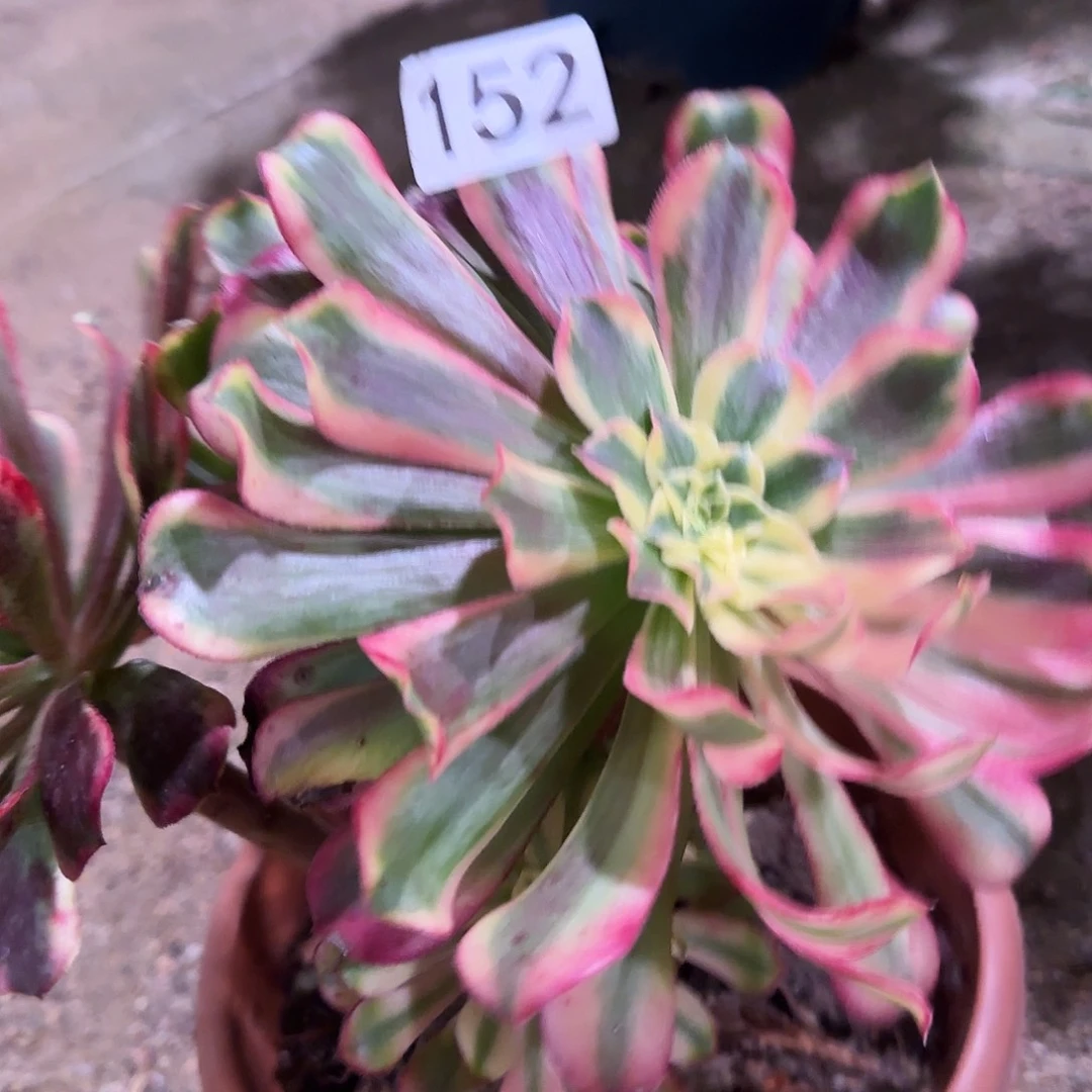 多肉植物法师福利品152