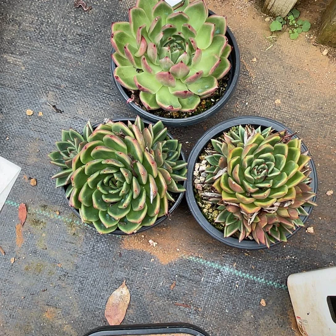 若如东云组拍D509