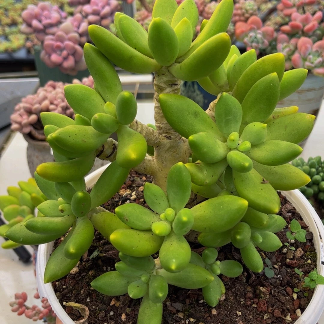 494-芒果奶多肉15cm