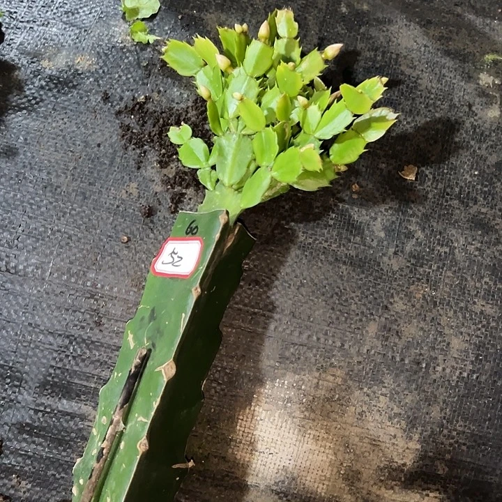 秋***玉.52高带盆060嫁接苗