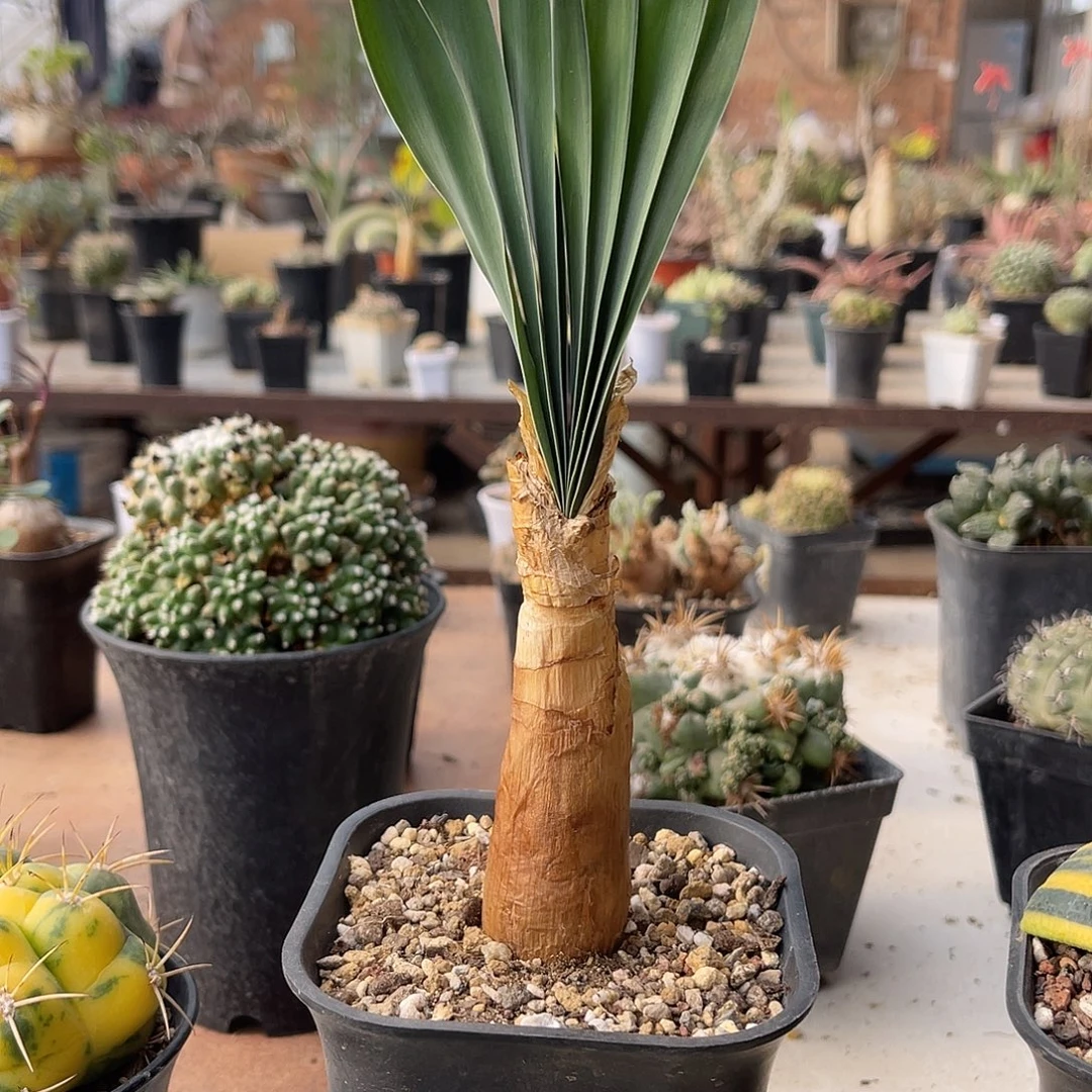 老家产地巨凤之卵