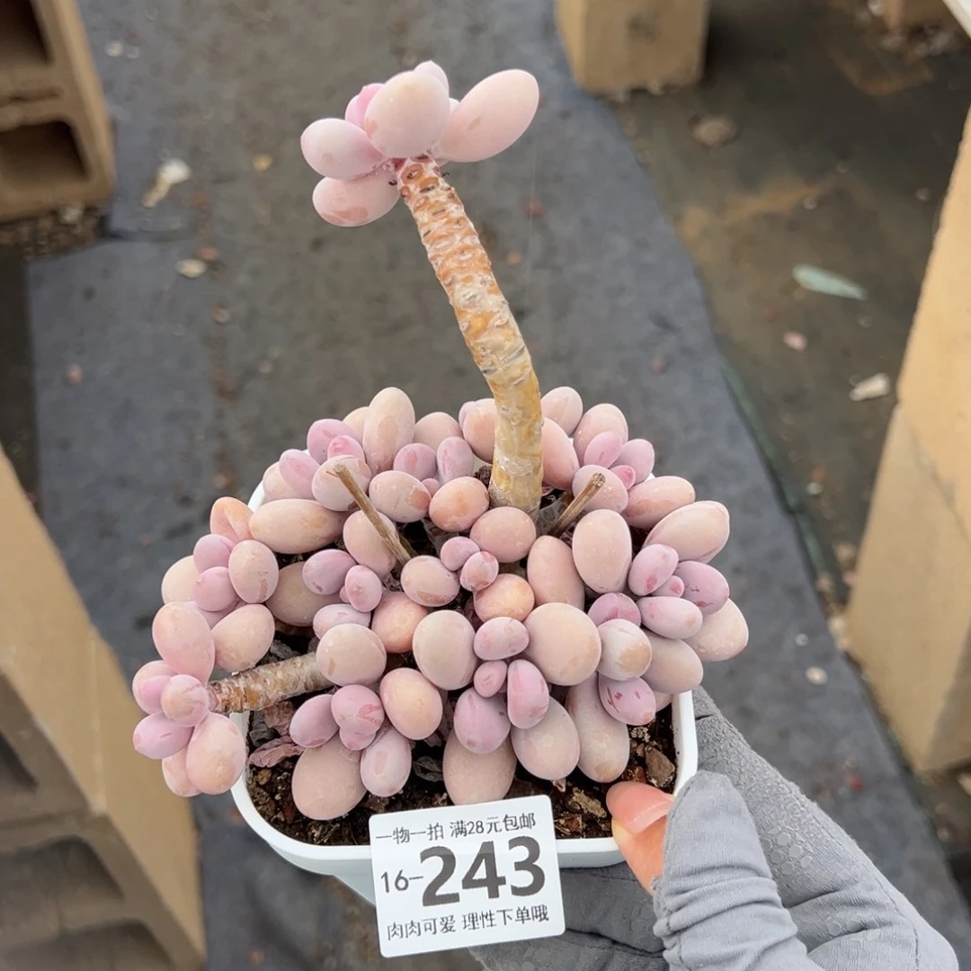 桃蛋多肉多肉多肉多肉多肉多肉多肉