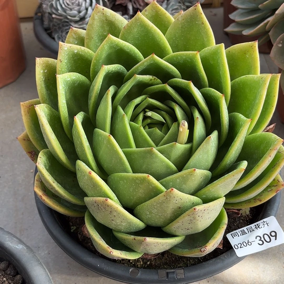云*晚同温层多肉翠花309