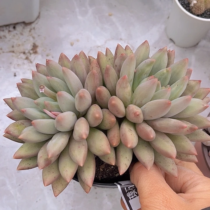 黄体水晶球20122多肉植物