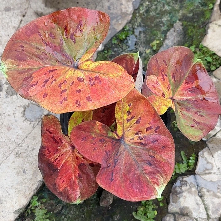 ****30-1210月光福利广东现货