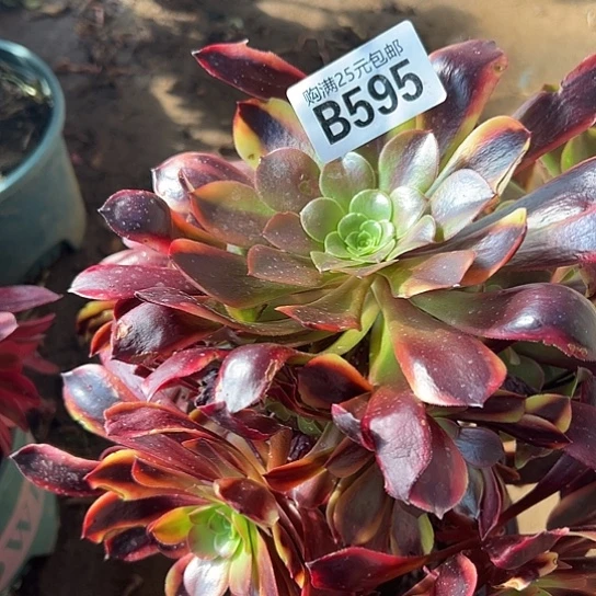 এ*嬌多肉植物一个