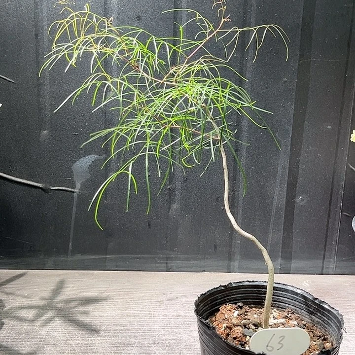 63帕卡裂榄哈哈哈哈哈