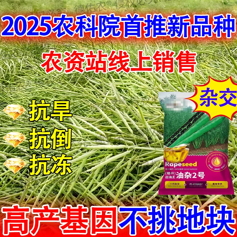 超高产油菜种子杂交高产种抗冻抗倒分支多农科院原装正宗黑油菜籽