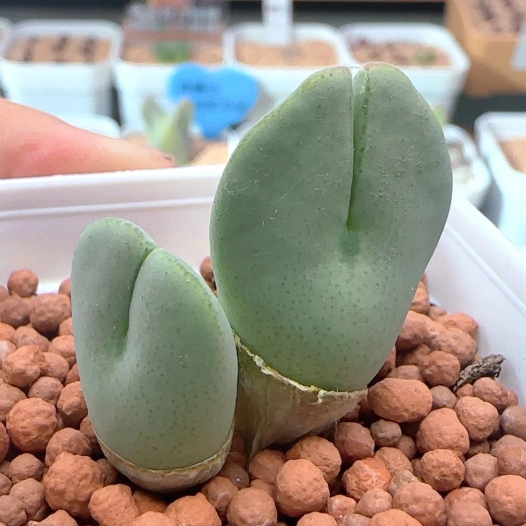 涡**迭5.11.75/双头红边少将