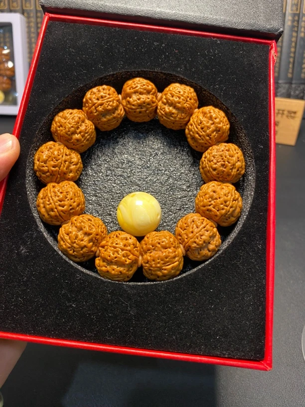 满肉粗筋双龙梅花：17号