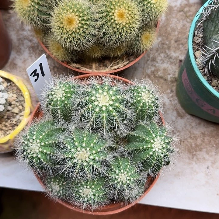 金***）可口可乐了可口可乐