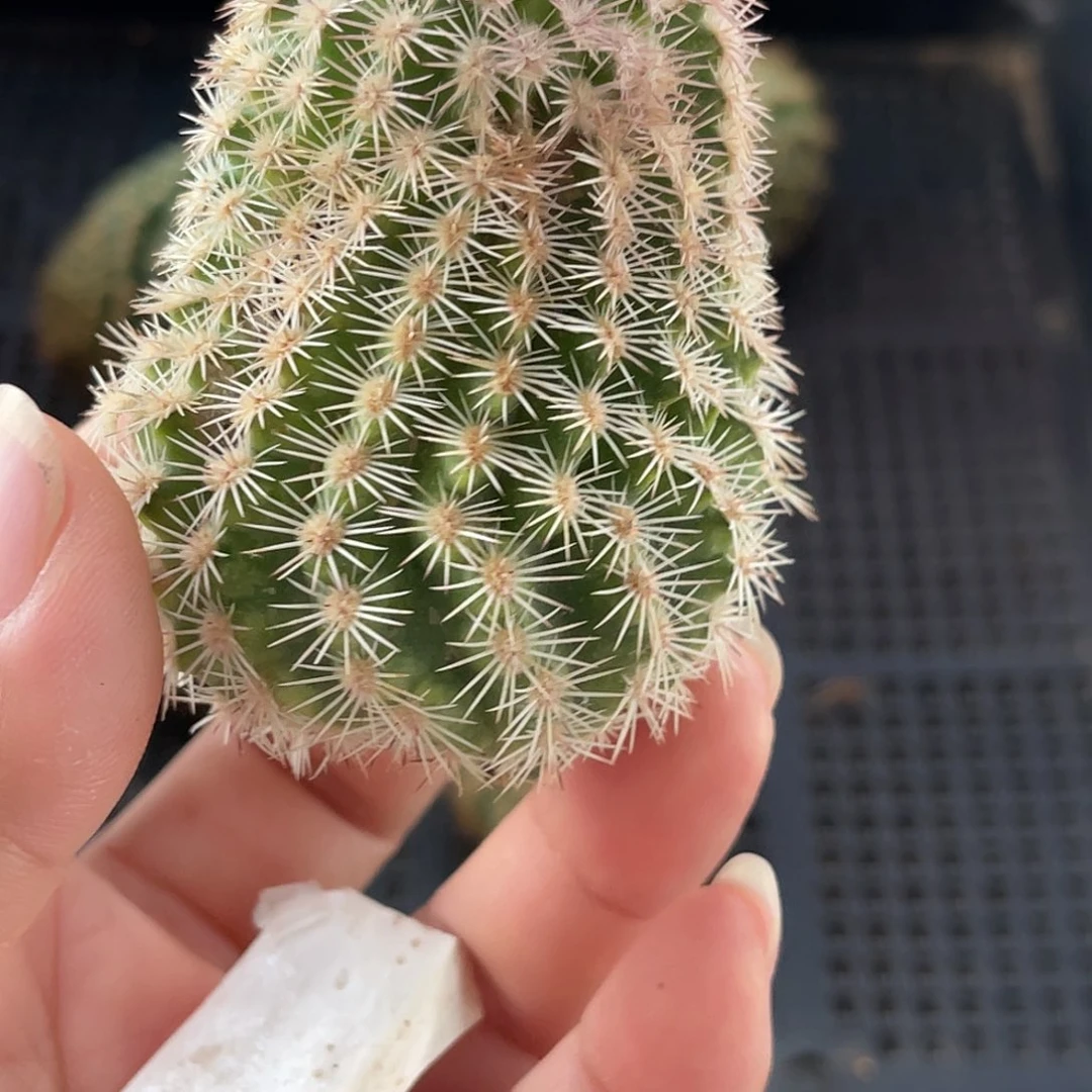 治***仁彩虹虾侧芽有疤20包邮