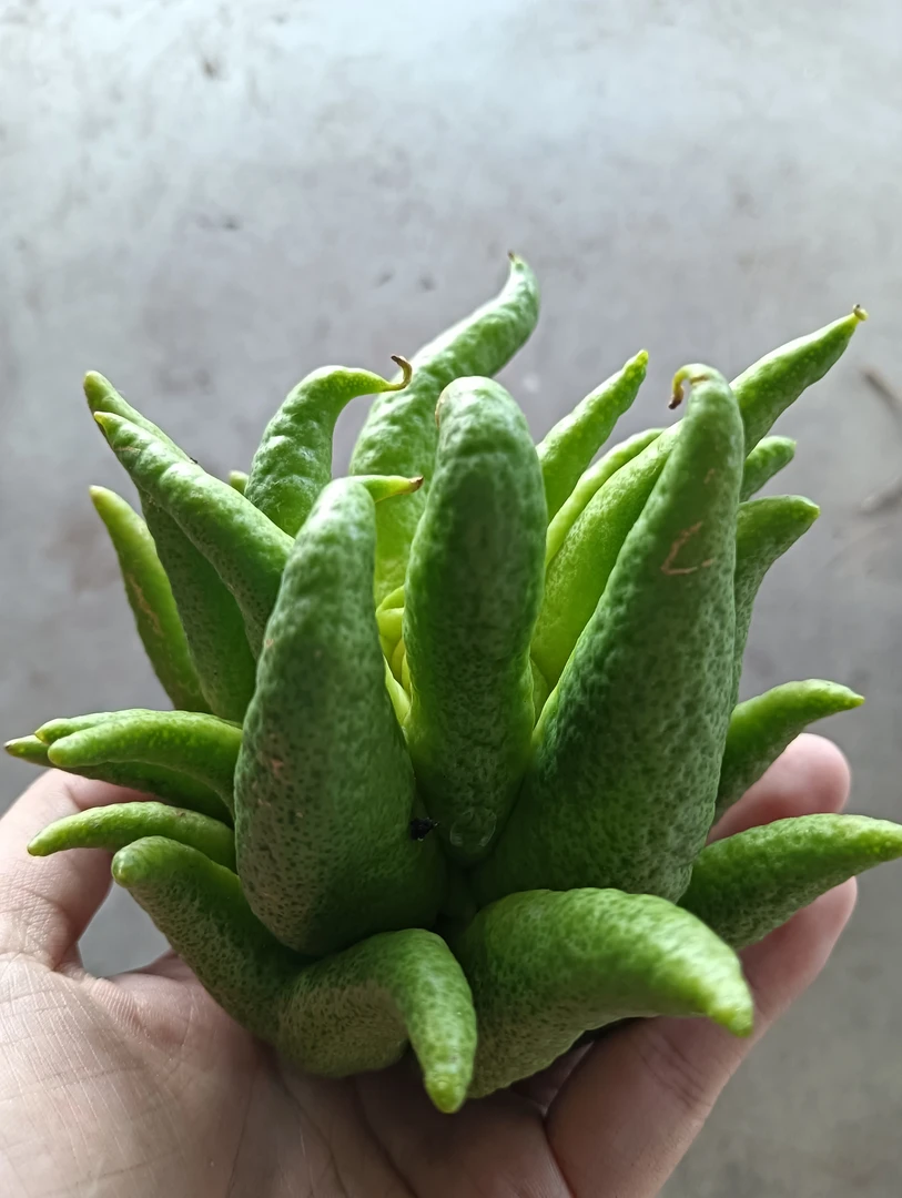 新鲜佛手柑现剪天然香薰家用鲜花四川红花佛手断枝不理赔默认微瑕