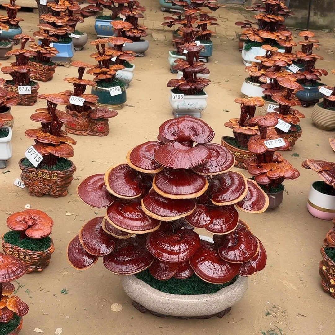 无花朵灵芝是我国著名植物