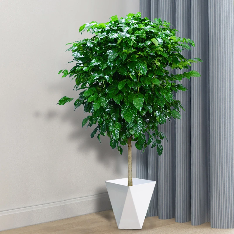 100-110cm（精选好苗）大盆控根棒棒糖幸福树--配白色菱形花盆