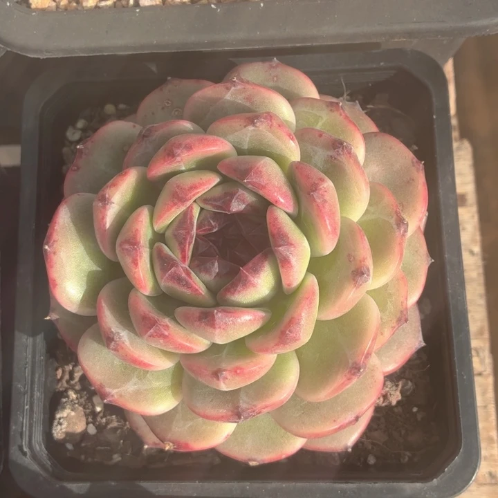 多肉植物 冬云（杂）-4