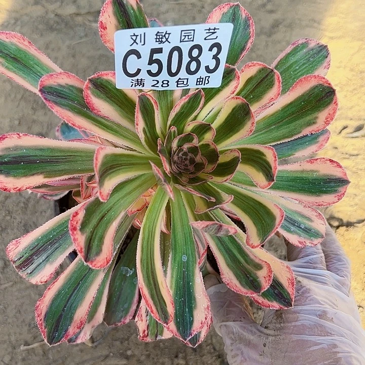 溜****肉5083多肉植物法师法师法师