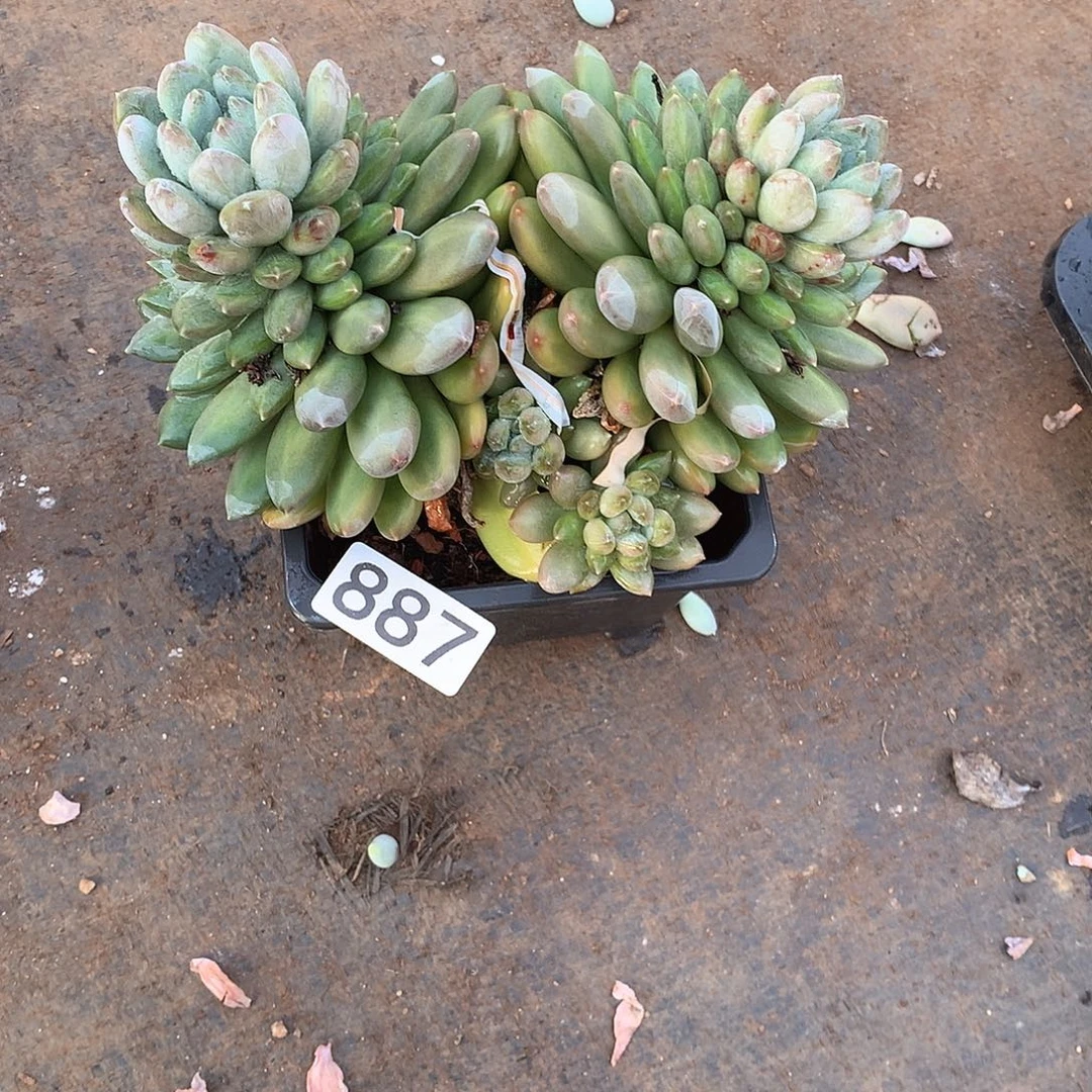 887 一物一拍多肉