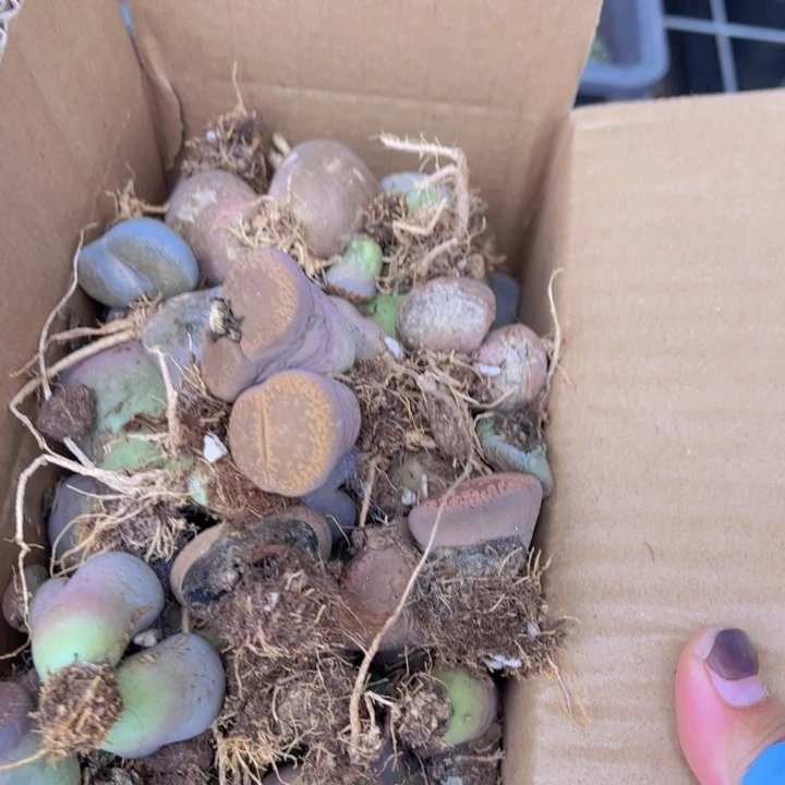 一箱母本888888888888