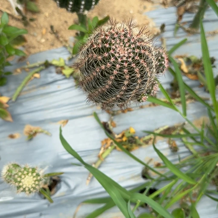 苗接高山丽花仙人球随机