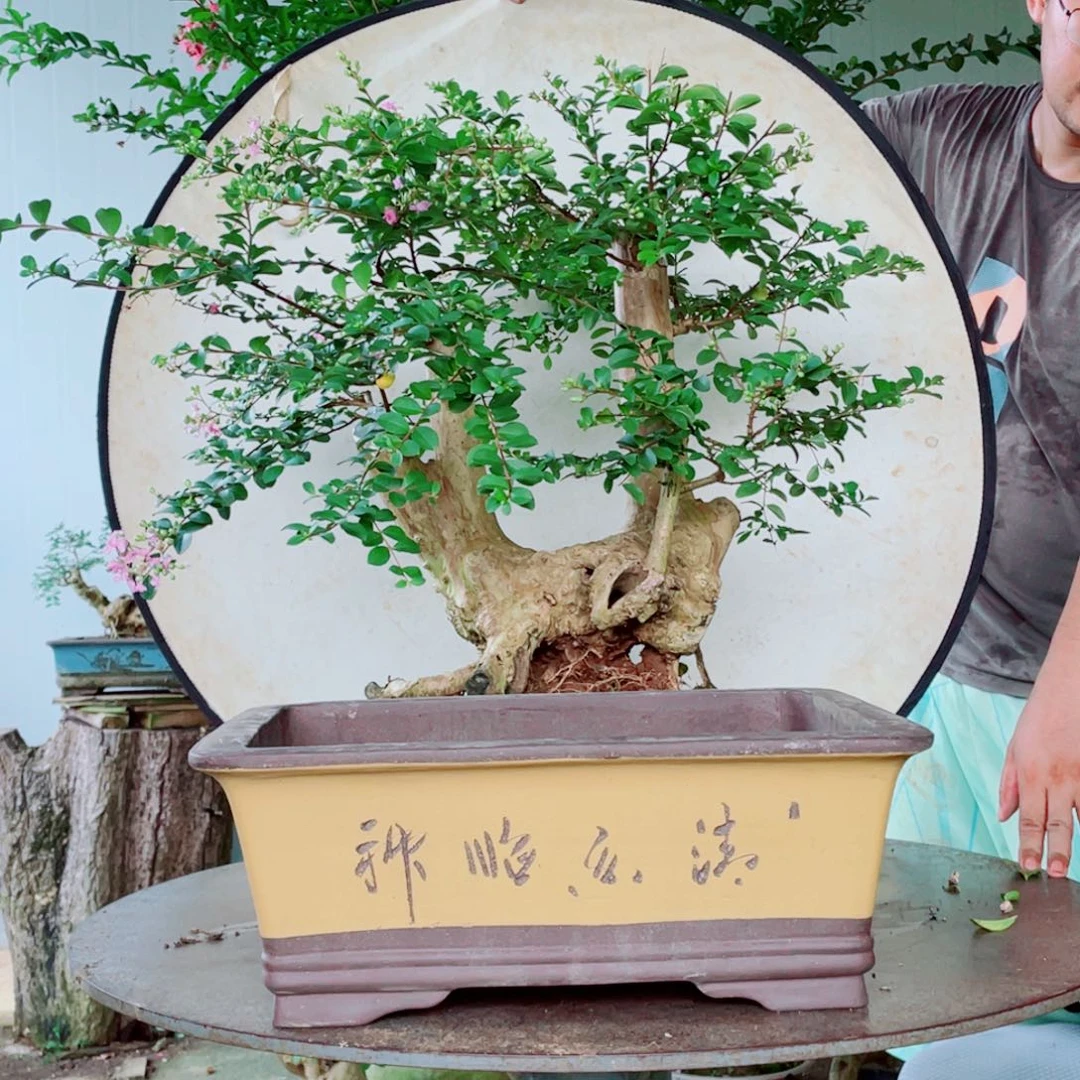 无花朵紫薇喜阳喜水好养