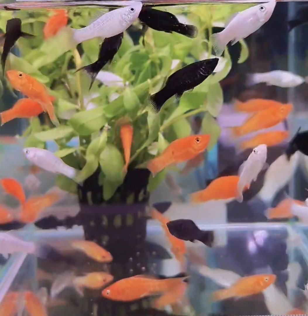 A观赏鱼玛丽鱼好养耐活吃油膜胎生鱼（到货不开袋子联系客服报损）