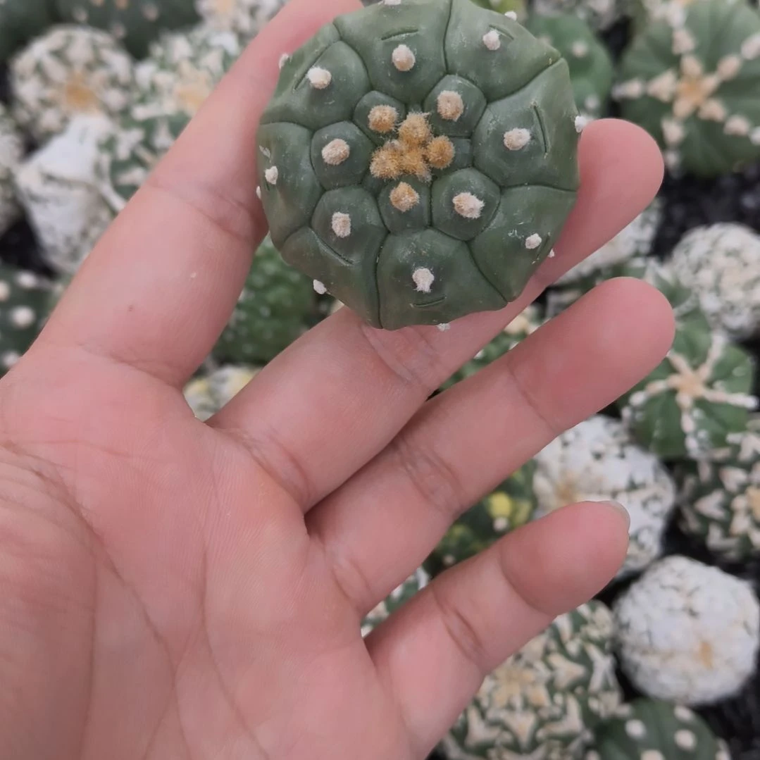 龟甲琉璃兜兜哈哈哈哈