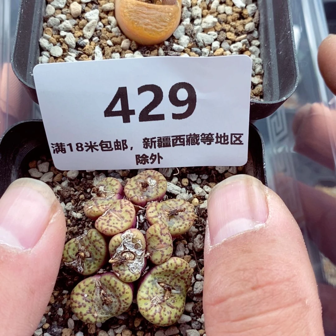我的小姐姐们都是429