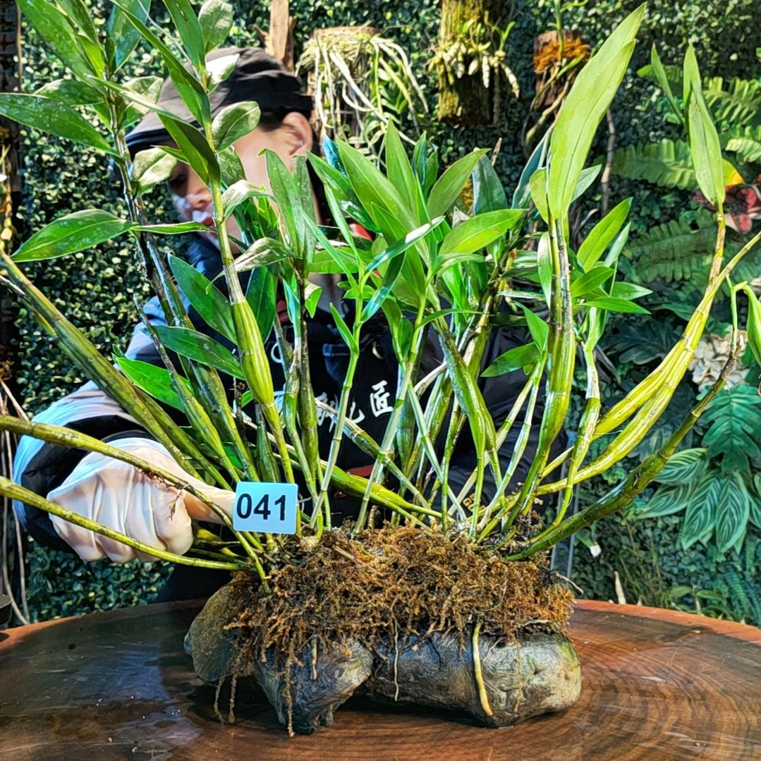 【闪购商品】h****s041长苏花