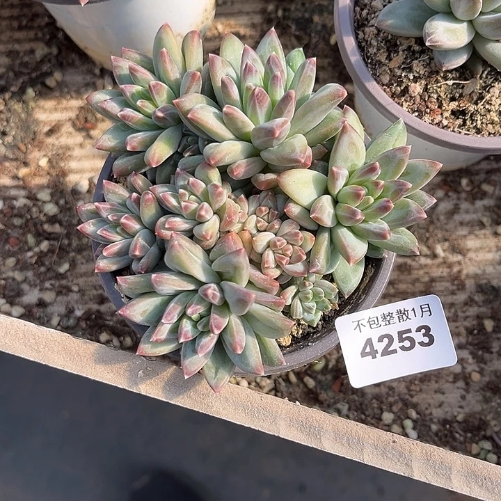 阿雅园艺。       4253