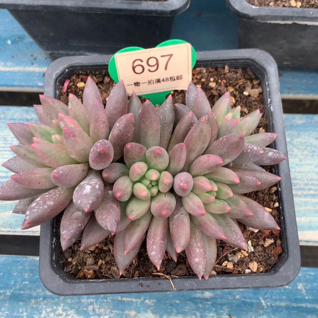 红蜻蜓无砍平头697