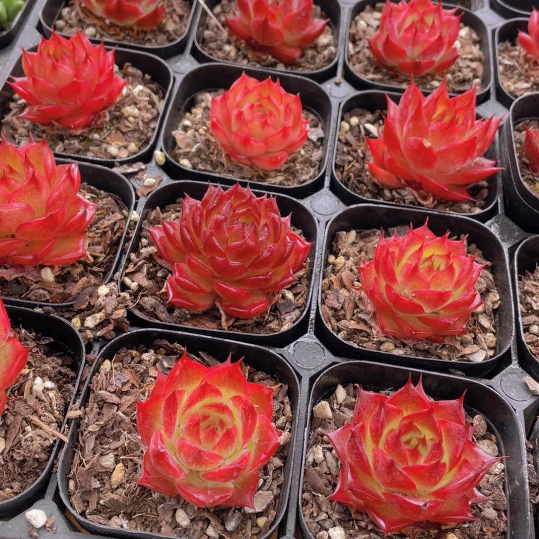 871号 红色小睫毛单头一个