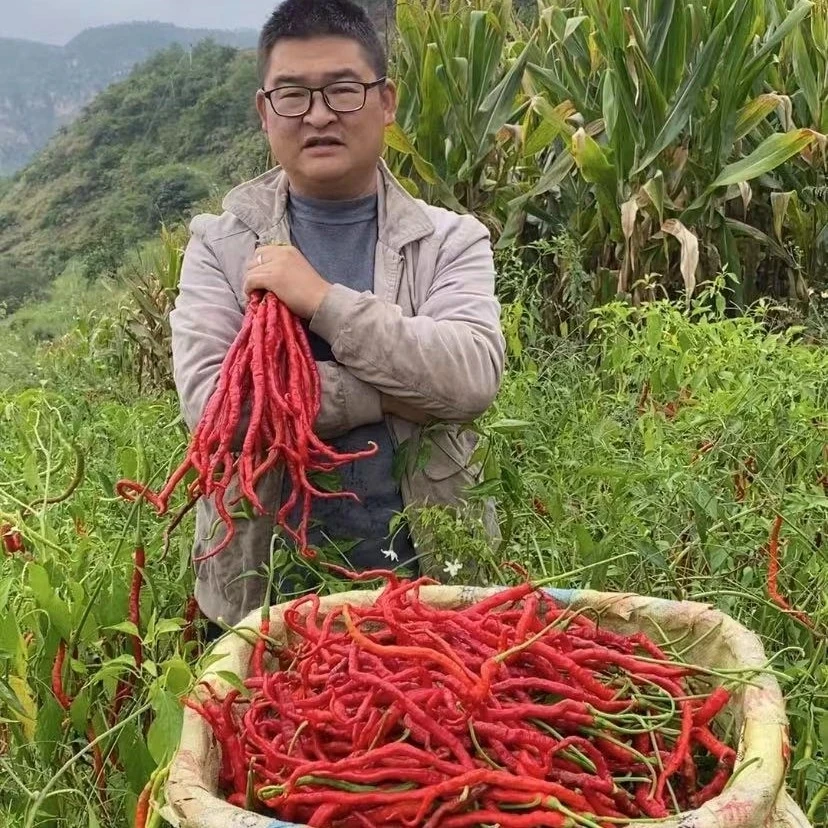 贵州威宁高山露天种植新鲜红辣椒辣酱辣椒酱