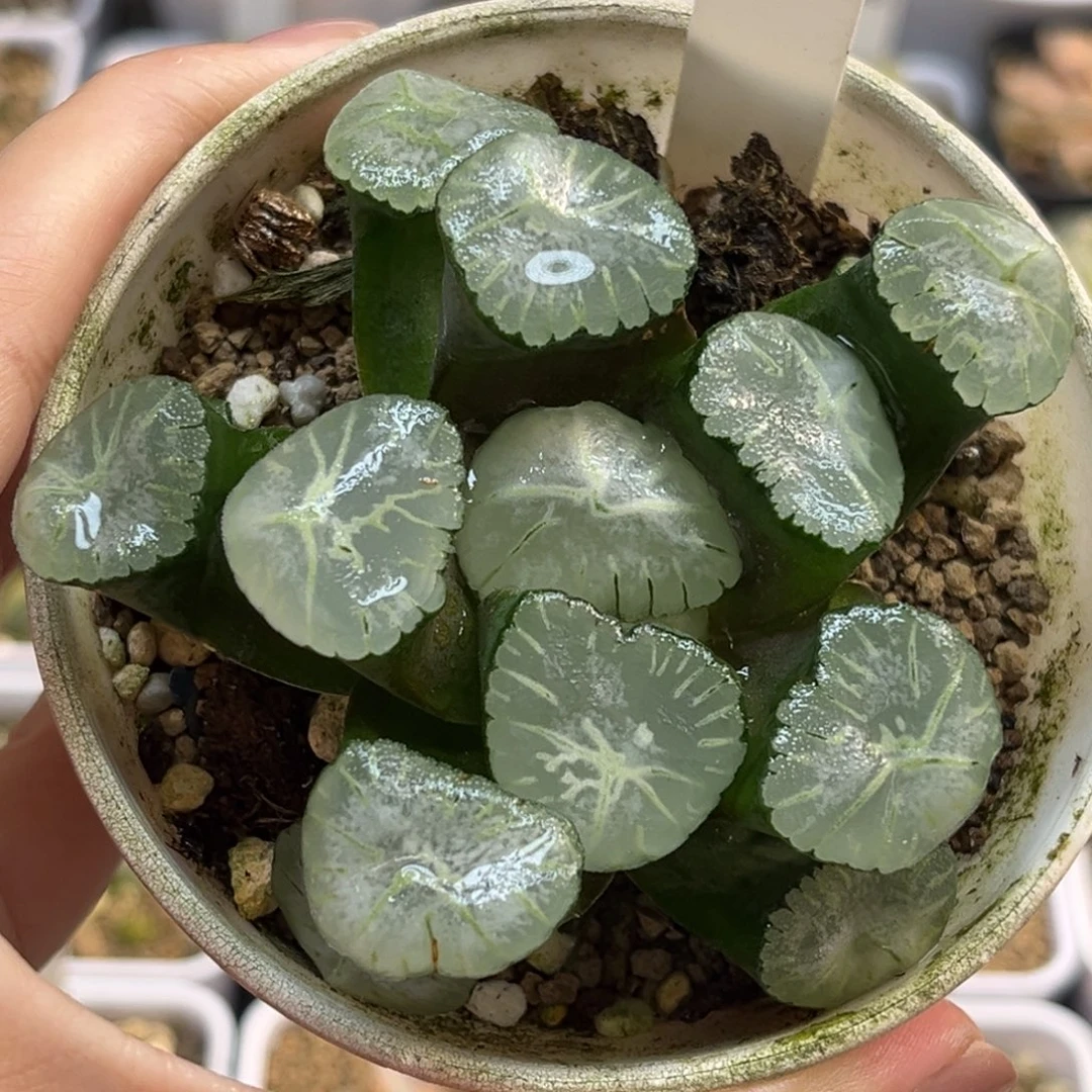 67马萨林万象福利专场