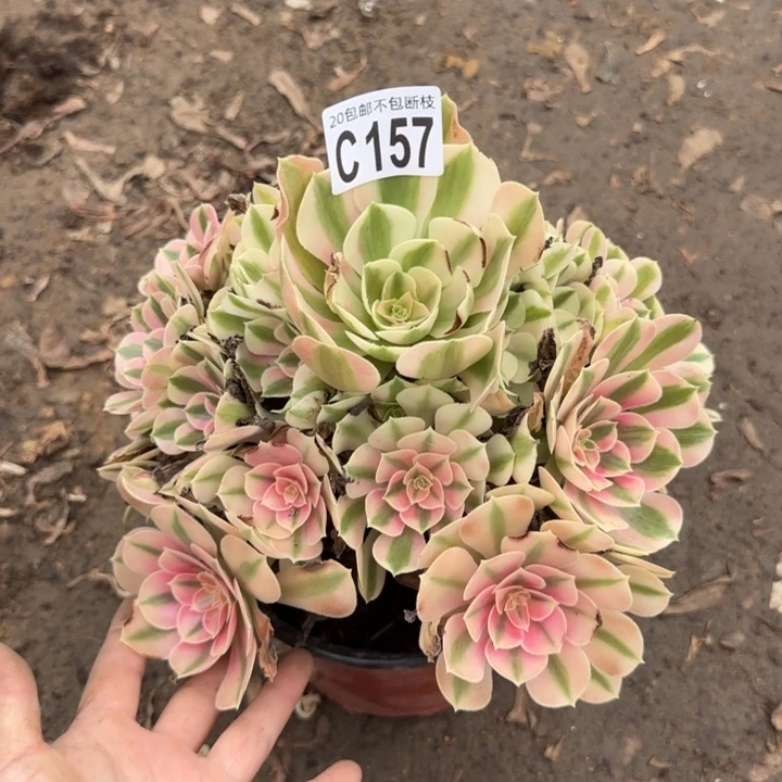 女巫……多肉植物……
