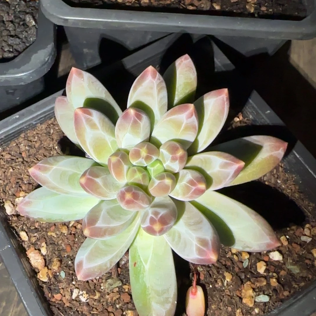 ****默多肉植物多肉植物