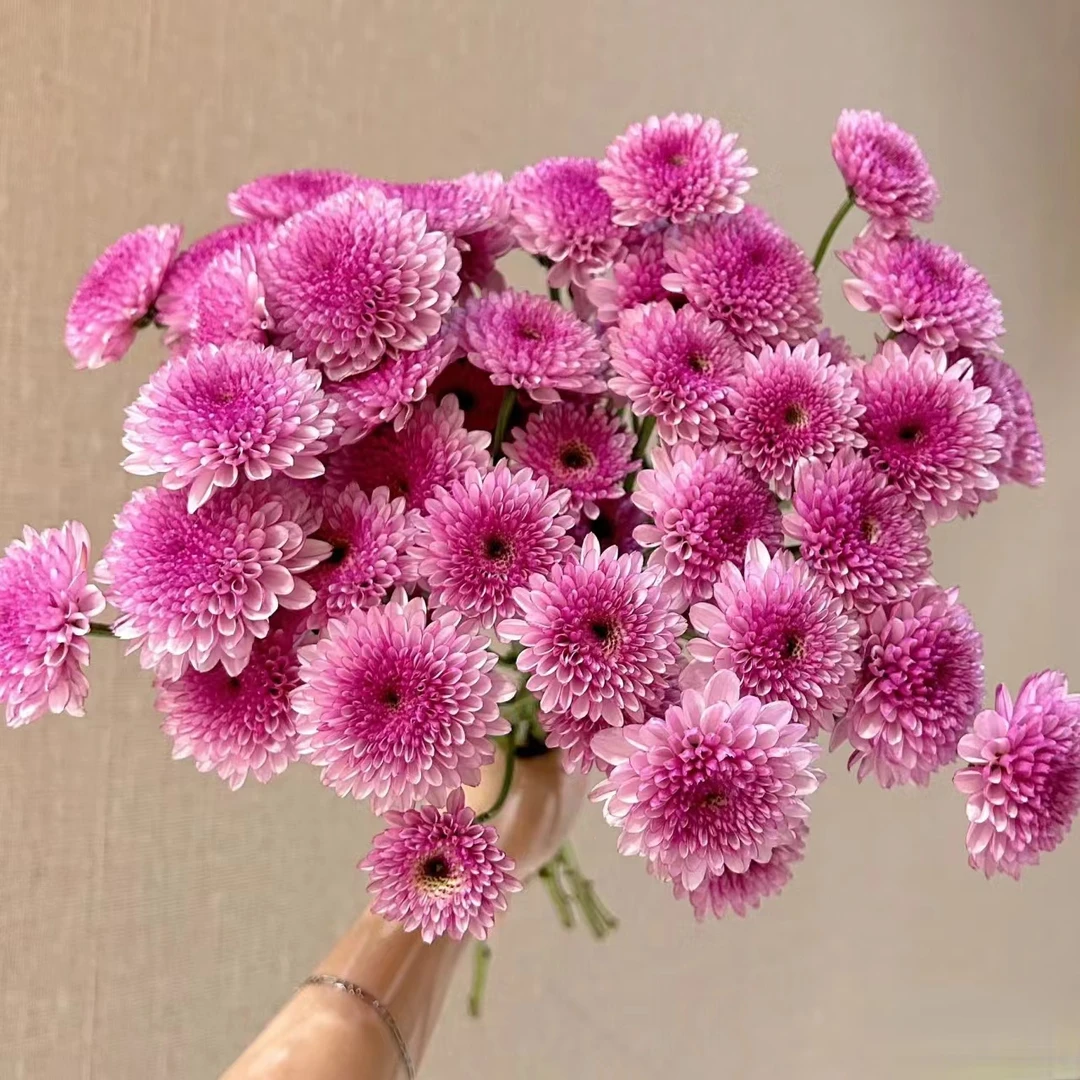 10枝娜沃娜粉小雏菊 花期长好养草花花材【两单顺丰或京东快递】